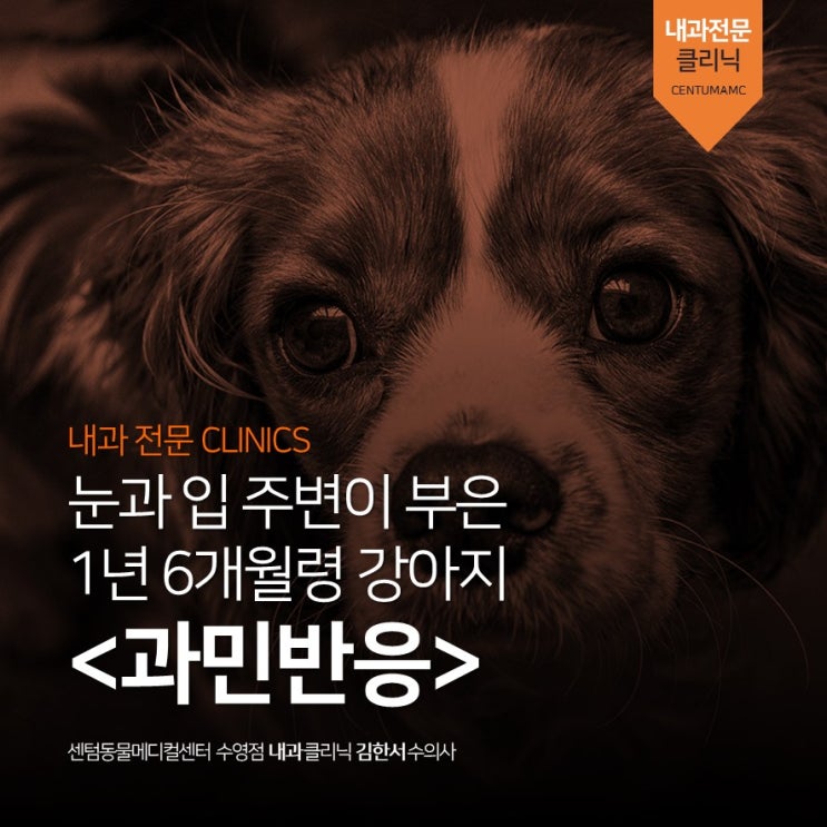  1년 6개월령 강아지 과민반응 (부산 내과진료 동물병원, 센텀동물메디컬센터 수영점)