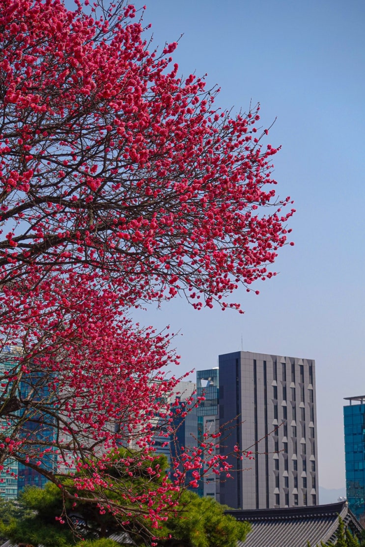 [서울 가볼만한곳] 서울 봄날의 첫 꽃구경하기, 봉은사 홍매화
