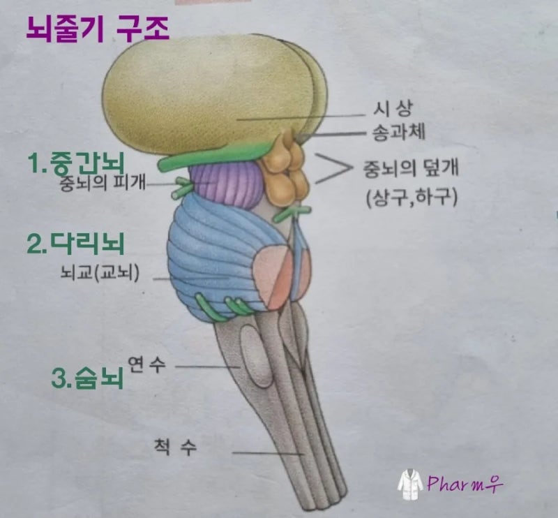 뇌의 구조및 기능 1부 : 네이버 블로그