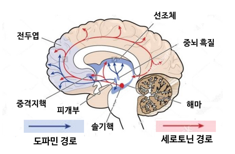 뇌의 구조및 기능 1부 : 네이버 블로그