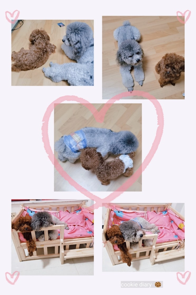  쿠키  일기