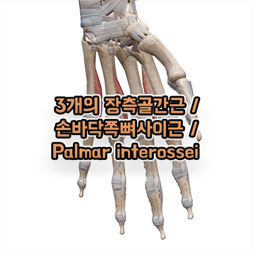 3개의 장측골간근 손바닥쪽뼈사이근 Palmar interossei