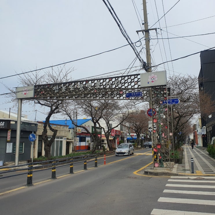  2022년 제주도 봄꽃 3월~4월 유채꽃, 벚꽃명소 개화시기