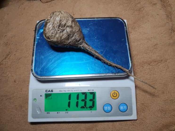 솟은놈 솟은놈