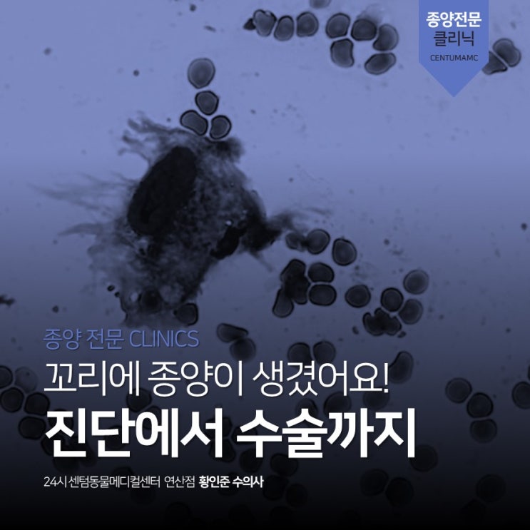  강아지 꼬리에 덩어리가 생겼어요 (부산 종양치료 동물병원, 센텀동물메디컬센터 연산점)