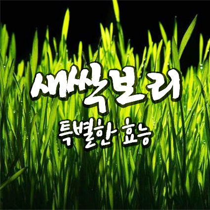  새싹보리분말 효능 8가지, 영양성분 부작용