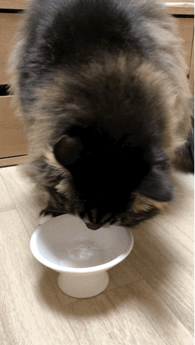 고양이 피부고민 영양제 추천 - 스탬푸드 스킨파우더