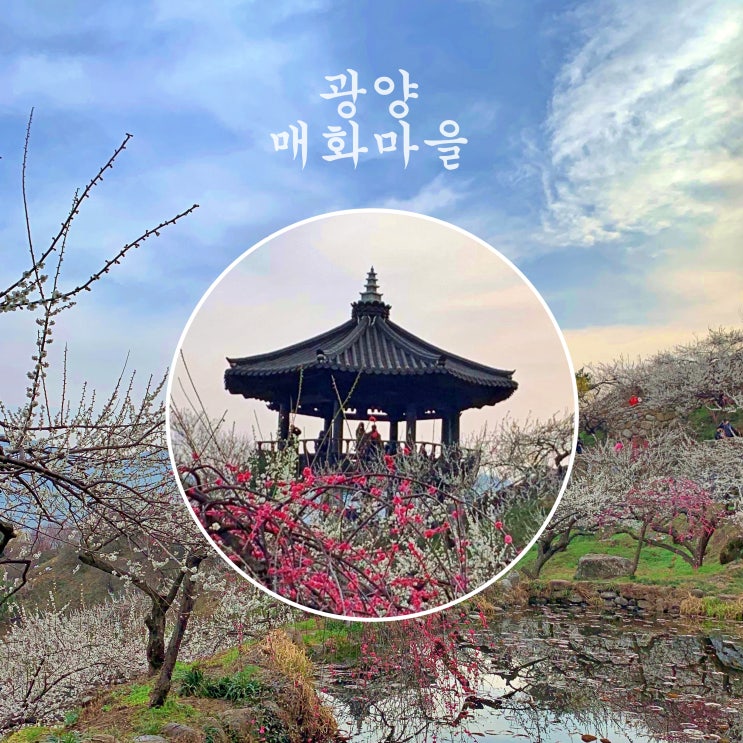 광양 매화마을 개화 상황 & 포토존, 주차정보 광양 매화마을 개화 상황 & 포토존, 주차정보