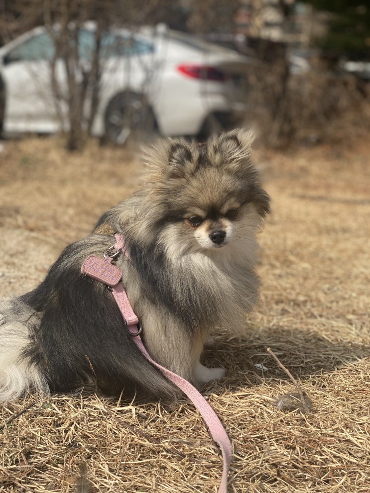  꾸꾸는 지금 산책중