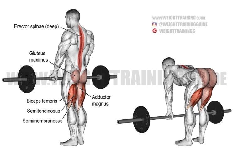  [운동일지] 불광 에이블짐 개인PT - 18~19회차 (하체 및 등운동, STIFF DEADLIFT)