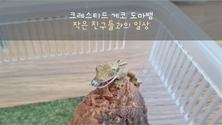  크레스티드 게코 도마뱀 일상/밥 먹을때 다양한 행동들?