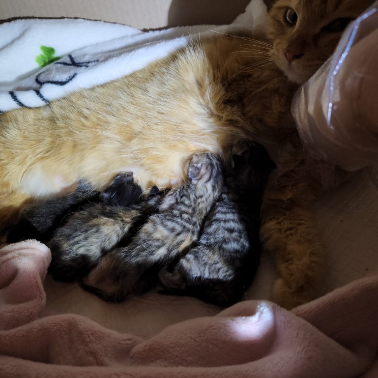  임보고양이 육묘기 눈물나는 모정, 꼬물이 이름 공모해요
