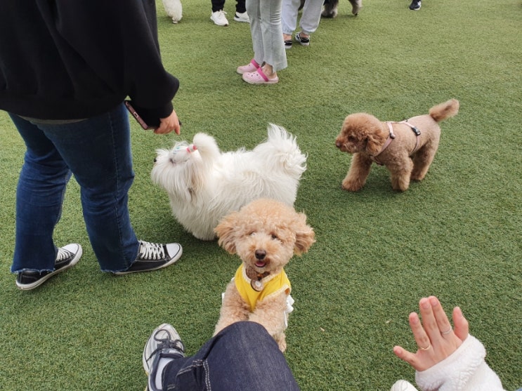 시흥 코코애견카페 금비와 뛰논 후기