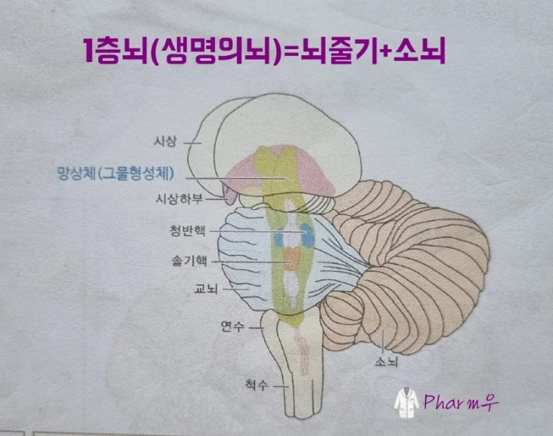 뇌의 구조및 기능 1부 : 네이버 블로그