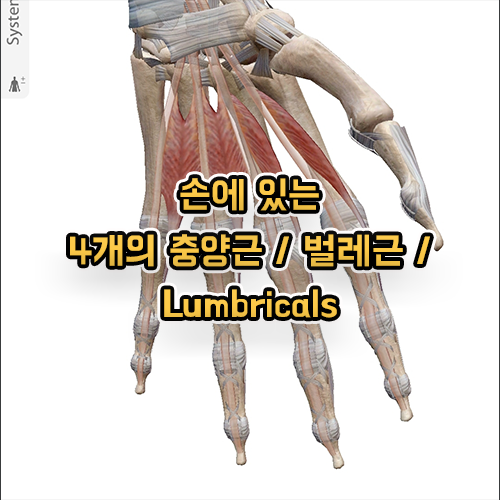 손에 있는 4개의 충양근 / 벌레근 / Lumbricals