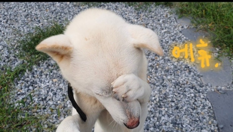  눈병 걸린 진돌이!