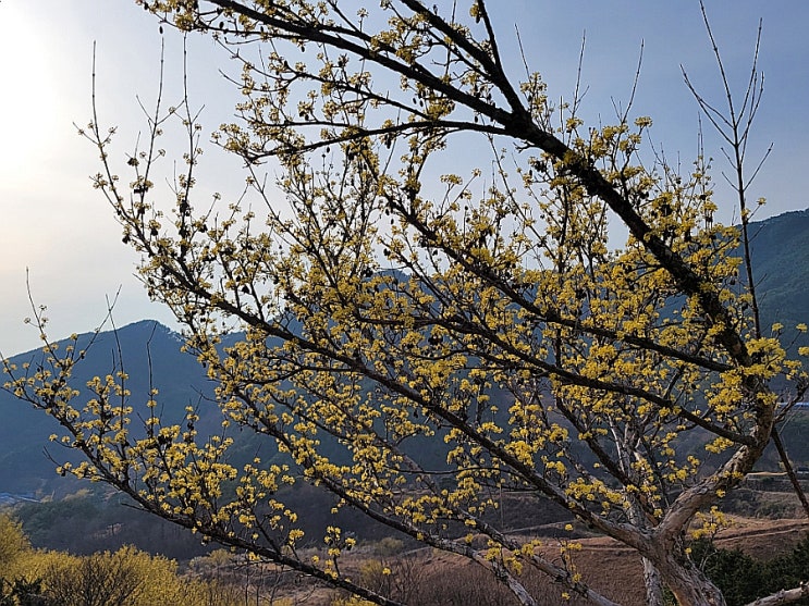 지금 구례 산수유마을 산수유꽃이 절정이에요 주차는 무료