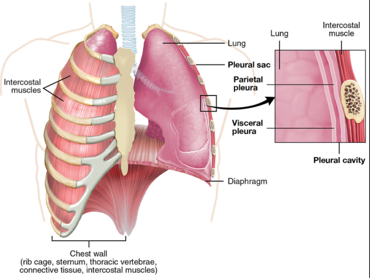 Pneumothorax (기흉) - Ⅰ