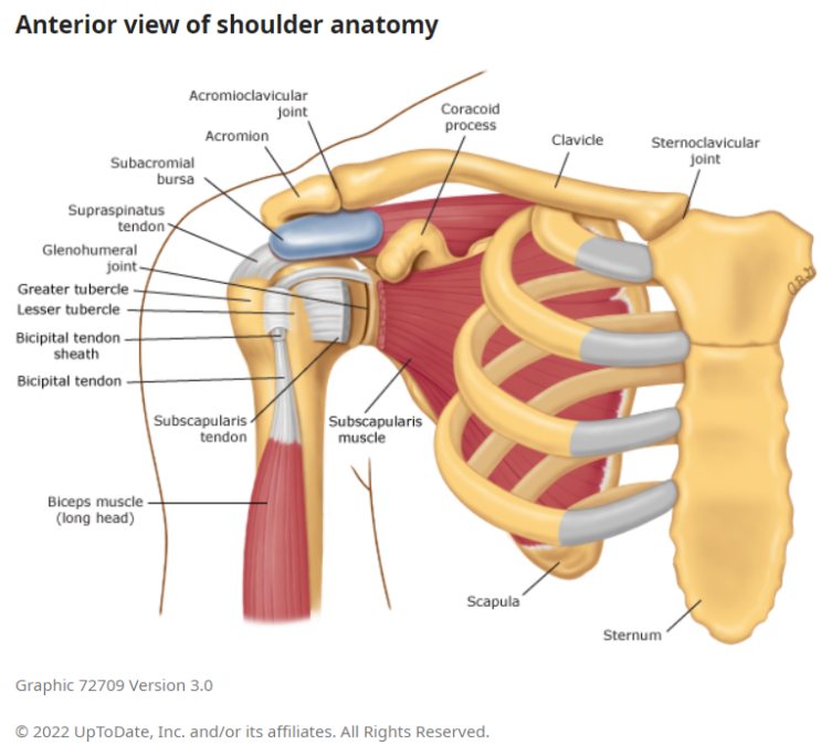Shoulder dislocation (어깨 탈구)