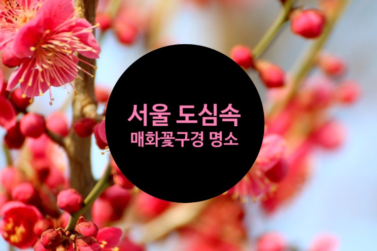  2022년 3월 봄꽃,매화 꽃구경 서울 도심속 명소 4곳 소개