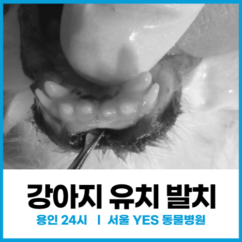  [치과] 용인 동물병원, 강아지 이빨 송곳니, 어금니 유치 발치 수술 (수지 죽전)
