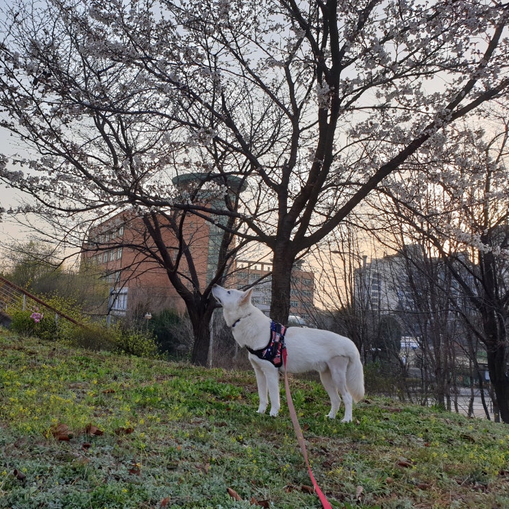 유레카 DAY (소심한 반려견 교육, 포기하지 말자)