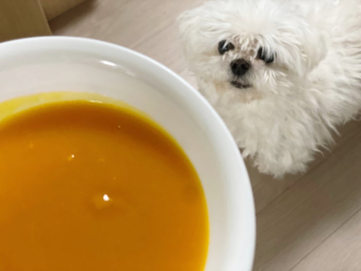  단호박죽 만들기, 반려견과 같이 먹어도 될까?