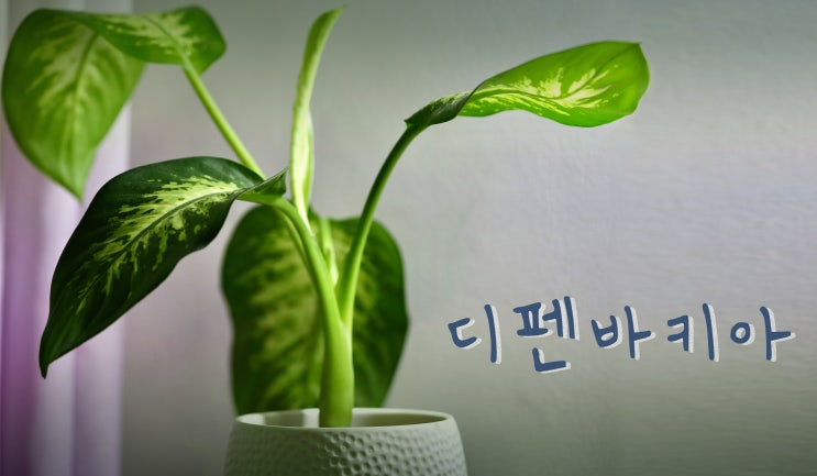  디펜바키아 - 독성식물
