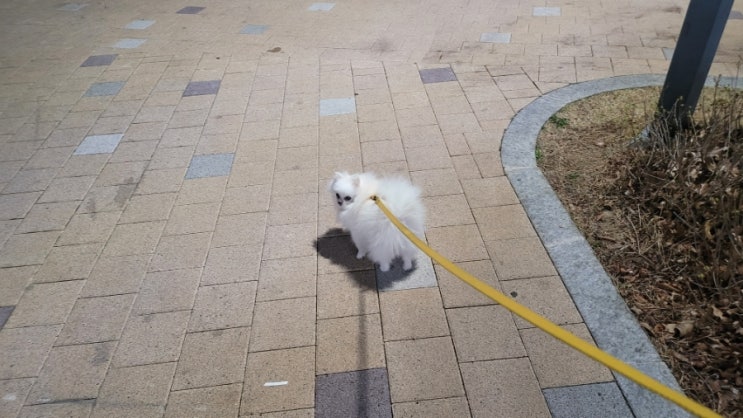 우리 강아지 산책시키기 (포메라니안)