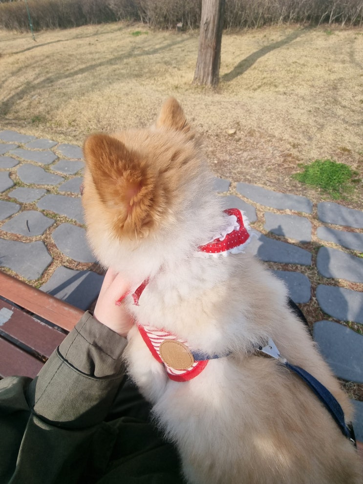  오늘하루는 사랑이와 더 많은 시간을 보내야징