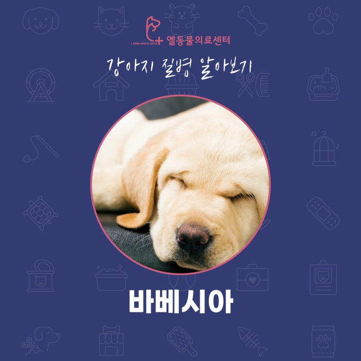 부산 강아지 바베시아 엘동물의료센터 강아지 질병 알아보기