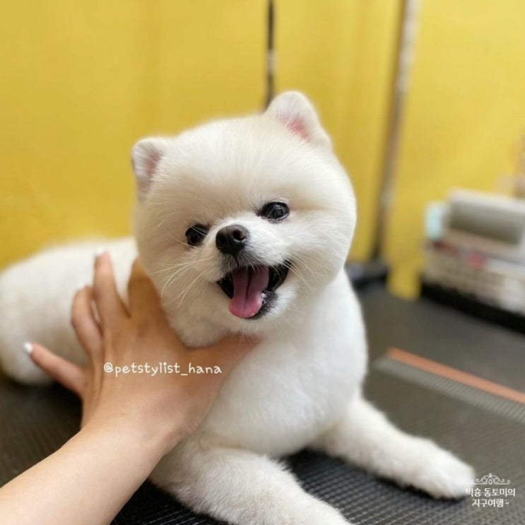 포메 성격과 털빠짐 [포메라니안]