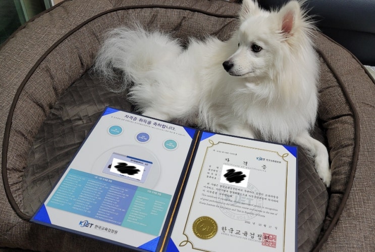  한국교육검정원에서 반려동물관리사 1급 자격증 무료로 취득했습니다!
