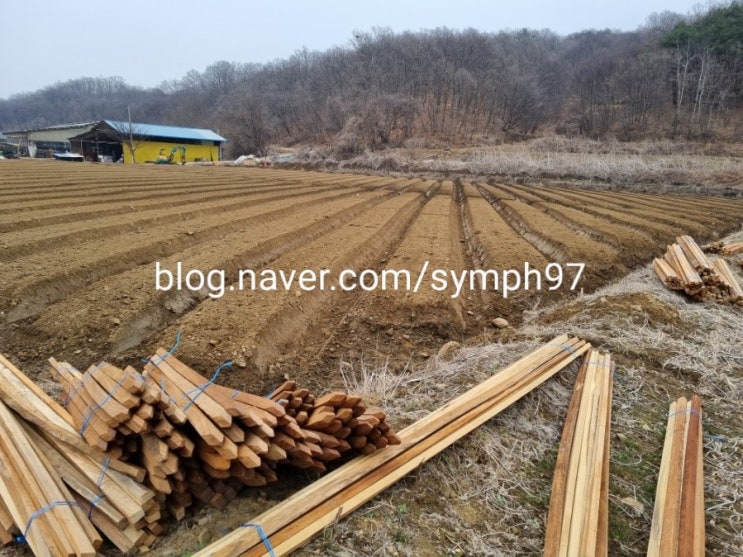  인삼심는날  6년근 인삼 1년근 종삼 심기 인삼농사