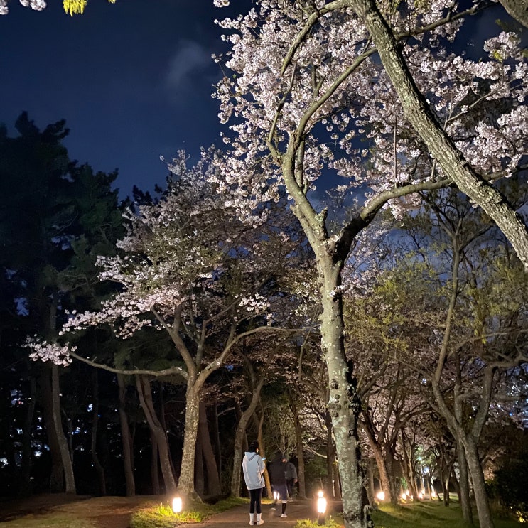 벚꽃 명소 제주 사라봉 제주산책코스로 힐링하기 벚꽃 명소 제주 사라봉 제주산책코스로 힐링하기