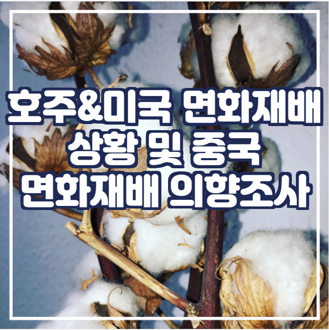 [국제농산물] 호주&미국 면화재배 상황 및 중국 면화재배 의향조사