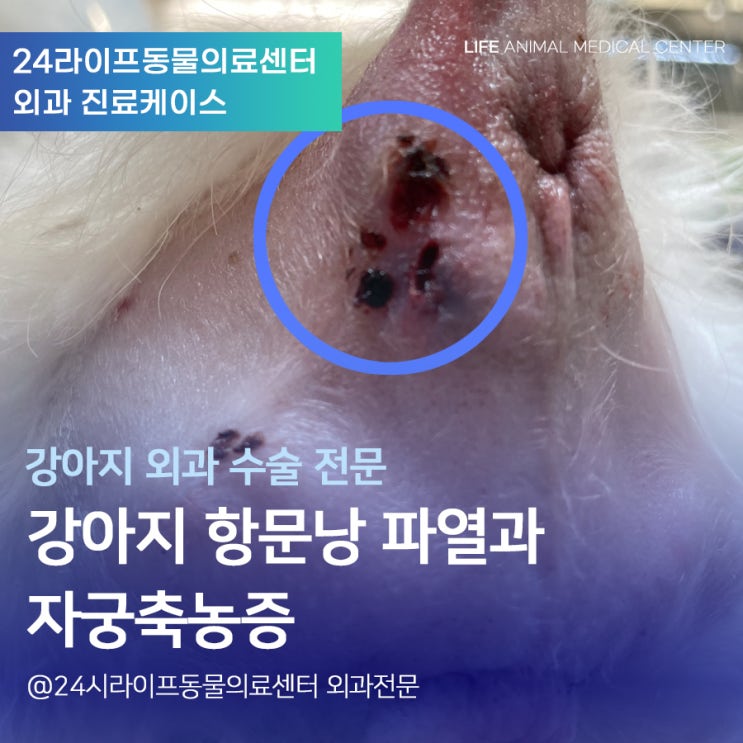 대구 강아지 항문낭 파열과 자궁축농증 수술 : 24시라이프동물의료센터 - 소형견도 마취가 되나요?