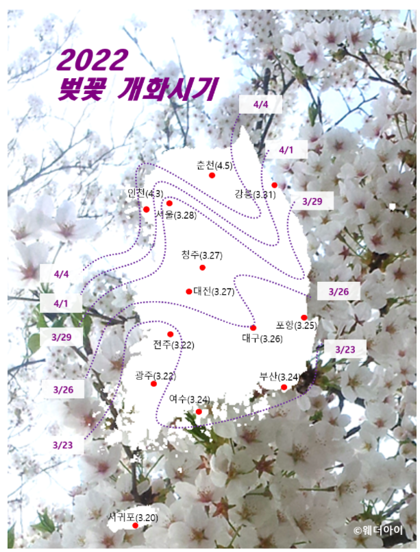 2022 벚꽃 개화시기-서울 벚꽃 명소 리스트, 만개시기 (ft. 여의도, 석촌호수, 경복궁 행사)