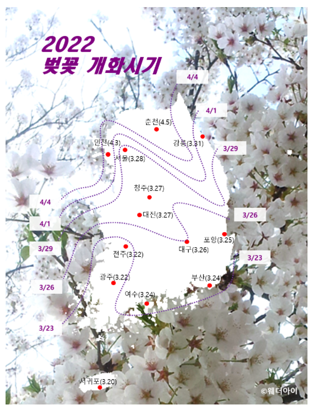  2022 벚꽃 개화시기-서울 벚꽃 명소 리스트, 만개시기 (ft. 여의도, 석촌호수, 경복궁 행사)