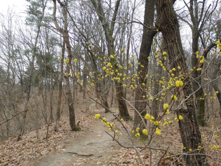 설봉산 등산로에서 본 생강나무의 새싹들 (20220324)