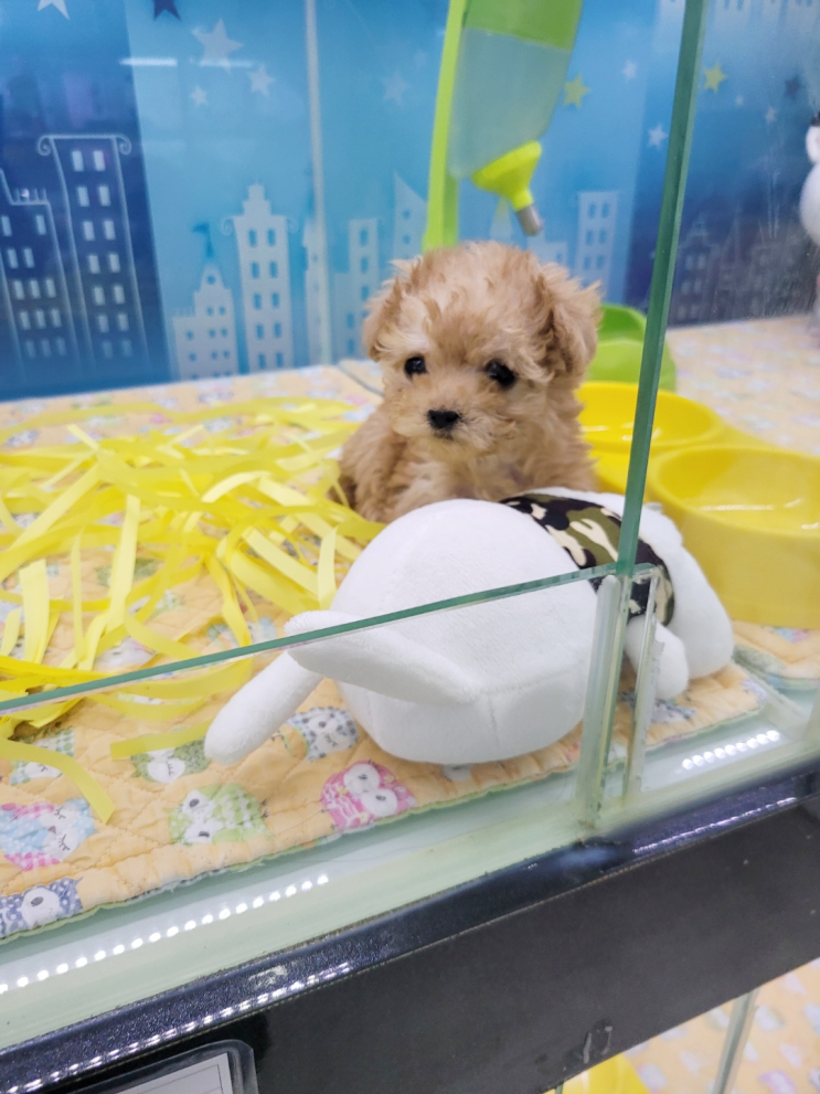 강아지배변패드 흡수력 좋은 무향 요요쉬