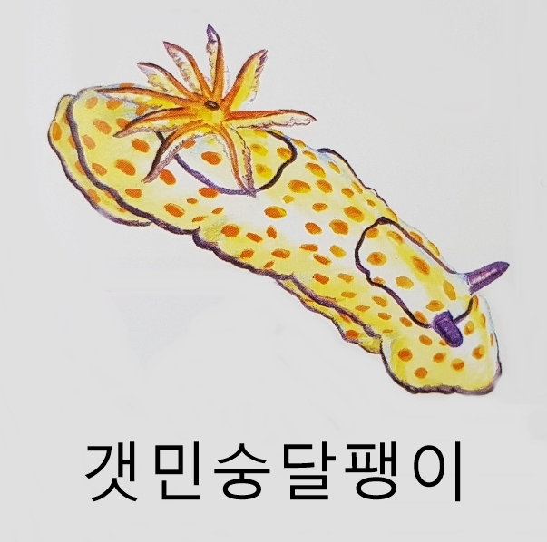 연체동물 분류 종류 특징 (복족류 이매패류 두족류)