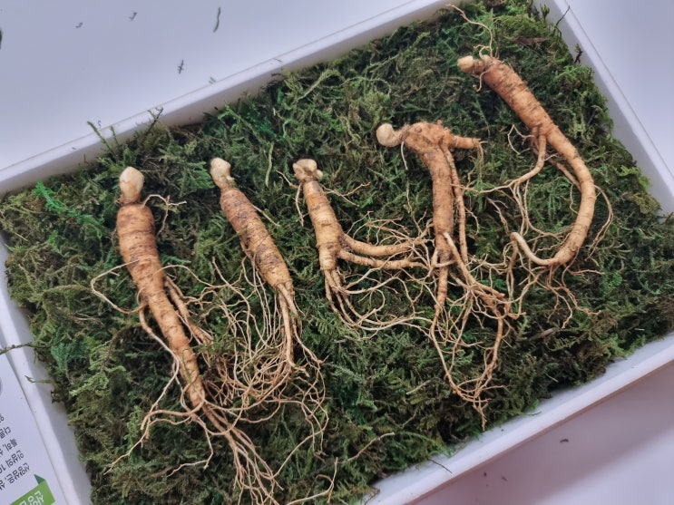  강원도 산양삼 산속의삼 후기 + 먹는법