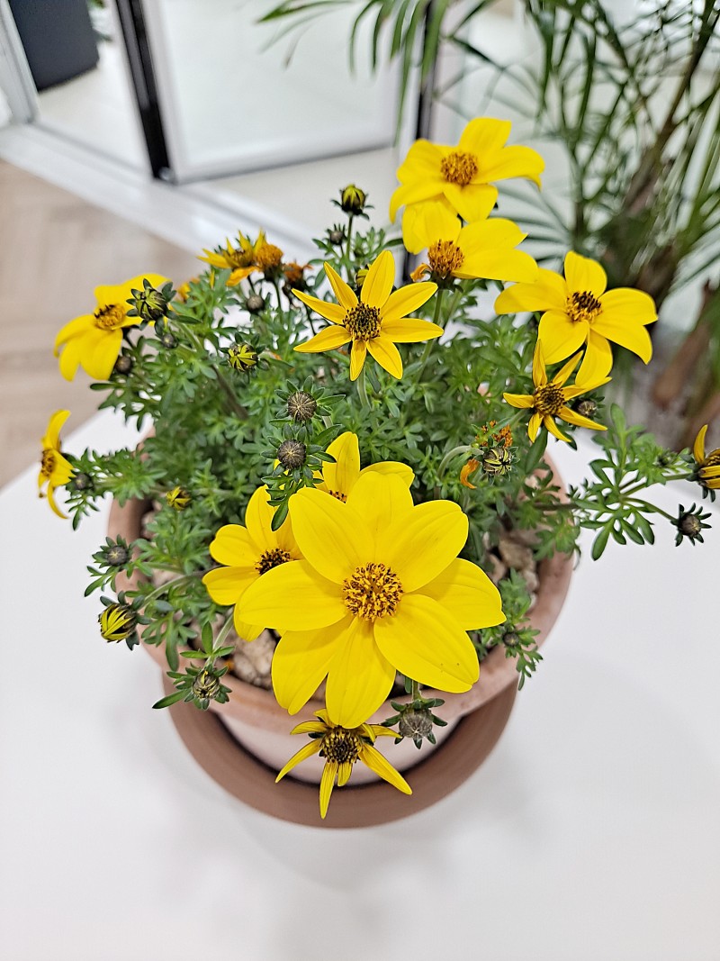 5월 봄에 피는 노란 꽃 국화 종류 꽃말과 비덴스(바이덴스)키우기 ~ : 네이버 블로그