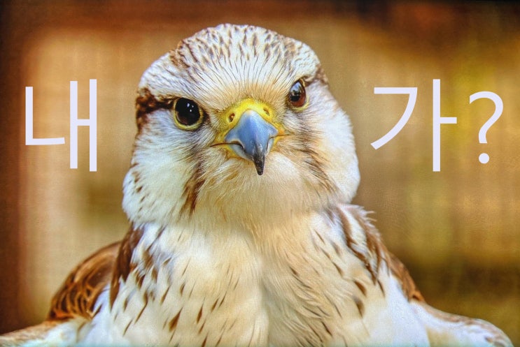 비둘기가 싫어하는 것(냄새 소리 색 등)이 있을까?