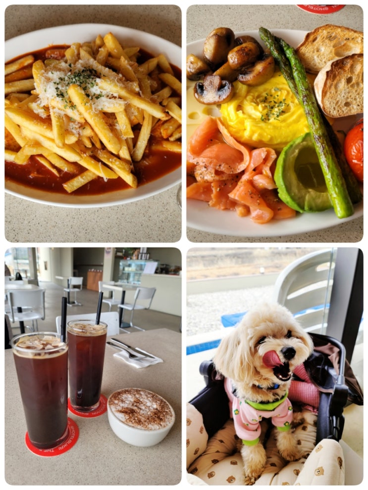  용인 추천 브런치 카페 호텔북리(애견동반) - 말티푸 카이도 퍼푸치노(애견메뉴) 한잔~
