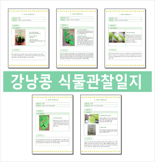  강낭콩 식물관찰일지 예시와 양식 다운
