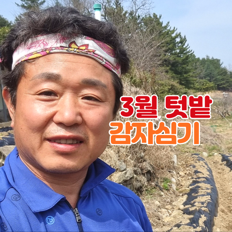  3월 텃밭 식물 감자심기 무경운 무농약 농법