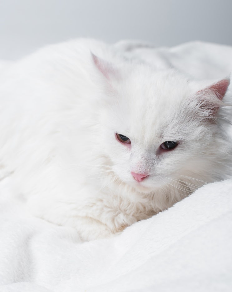  부산 고양이 피부병 종류 엘동물의료센터 고양이 이야기