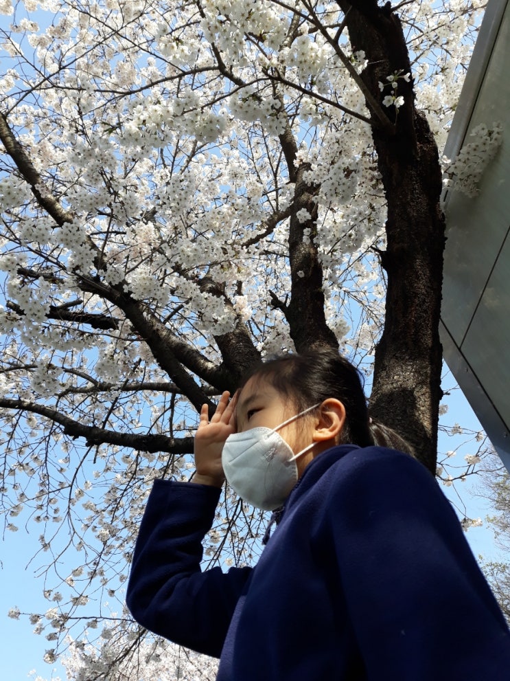 봄맞이 벚꽃시즌 호텔 패키지 (feat.2022년 벚꽃 개화시기)